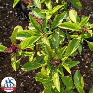 Siam Queen Basil Thumbnail